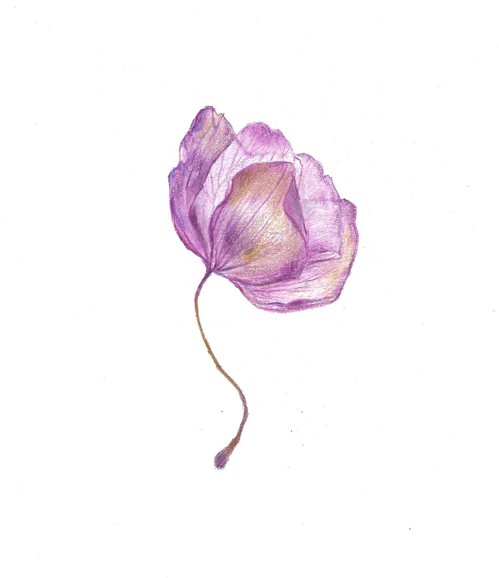 Drawing of completed antique pressed flower - browning pink and purple orchid.