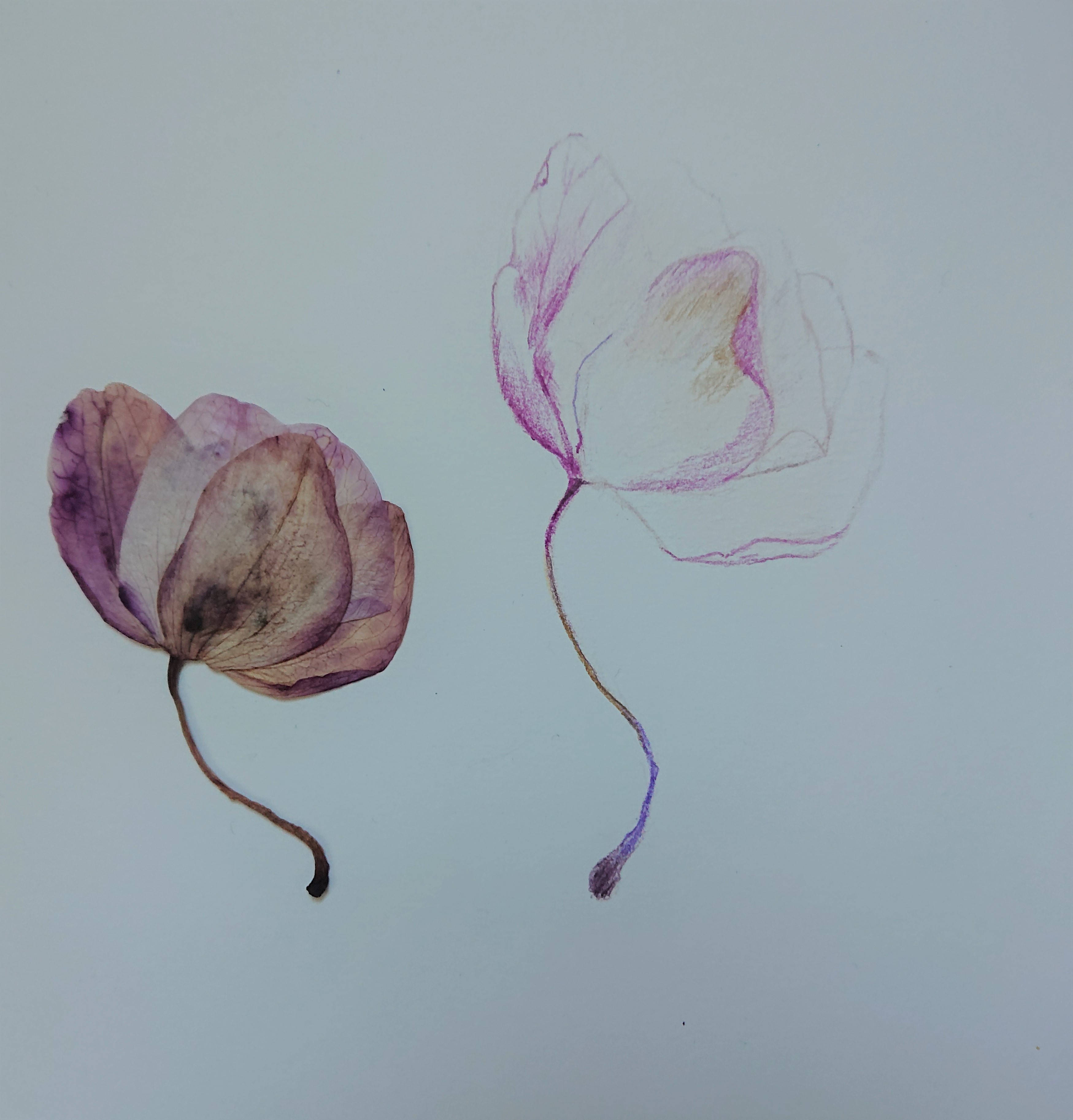 Pressed flower and the first stages of drawing the browning orchid
